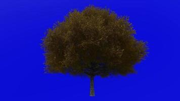 Tree animation loop - live oak tree - southern live oak - quercus virginiana - green screen chroma key - large 1a - autumn fall video