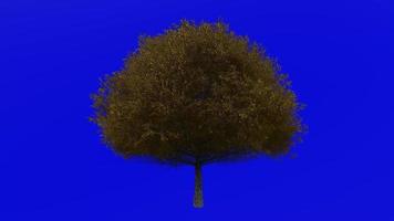 Tree animation loop - live oak tree - southern live oak - quercus virginiana - green screen chroma key - big 1a - autumn fall video