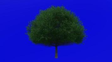 Tree animation loop - live oak tree - southern live oak - quercus virginiana - green screen chroma key - big 1a - summer spring video