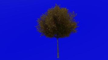 albero animazione ciclo continuo - vivere quercia albero - meridionale vivere quercia - quercus virginiana - verde schermo croma chiave - medio 1a - autunno autunno video