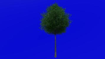 Tree animation loop - live oak tree - southern live oak - quercus virginiana - green screen chroma key - small 1a - video