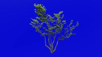 arbre animation boucle - Montagne érable, nain érable, élan érable, blanc érable - Acer spicatum - vert écran chrominance clé - petit 1a - été printemps video