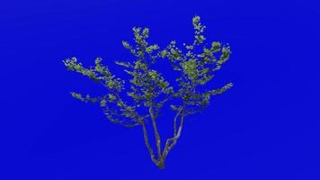 Tree animation loop - mountain maple, dwarf maple, moose maple, white maple - acer spicatum - green screen chroma key - small 1b - summer spring video