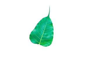verde bo hojas, hojas ese son importante en budismo aislar en blanco foto