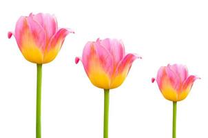 Flower pink  beautiful tulips isolated on white photo