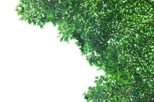 Green leafs on white background photo