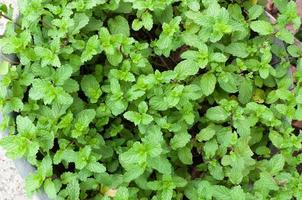 Fresco verde menta hierba es además usado medicinalmente como un herbario té, para antecedentes foto