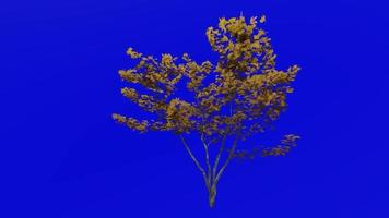 árvore animação ciclo - montanha bordo, anão bordo, alce bordo, branco bordo - acer spicatum - verde tela croma chave - pequeno 2c - outono outono video