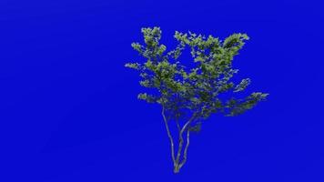 árbol animación lazo - montaña arce, enano arce, alce arce, blanco arce - acer espicatum - verde pantalla croma llave - pequeño 2d -verano primavera video