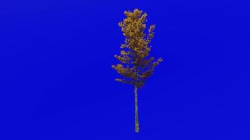 árvore animação ciclo - montanha bordo, anão bordo, alce bordo, branco bordo - acer spicatum - verde tela croma chave - pequeno 3d - outono outono video