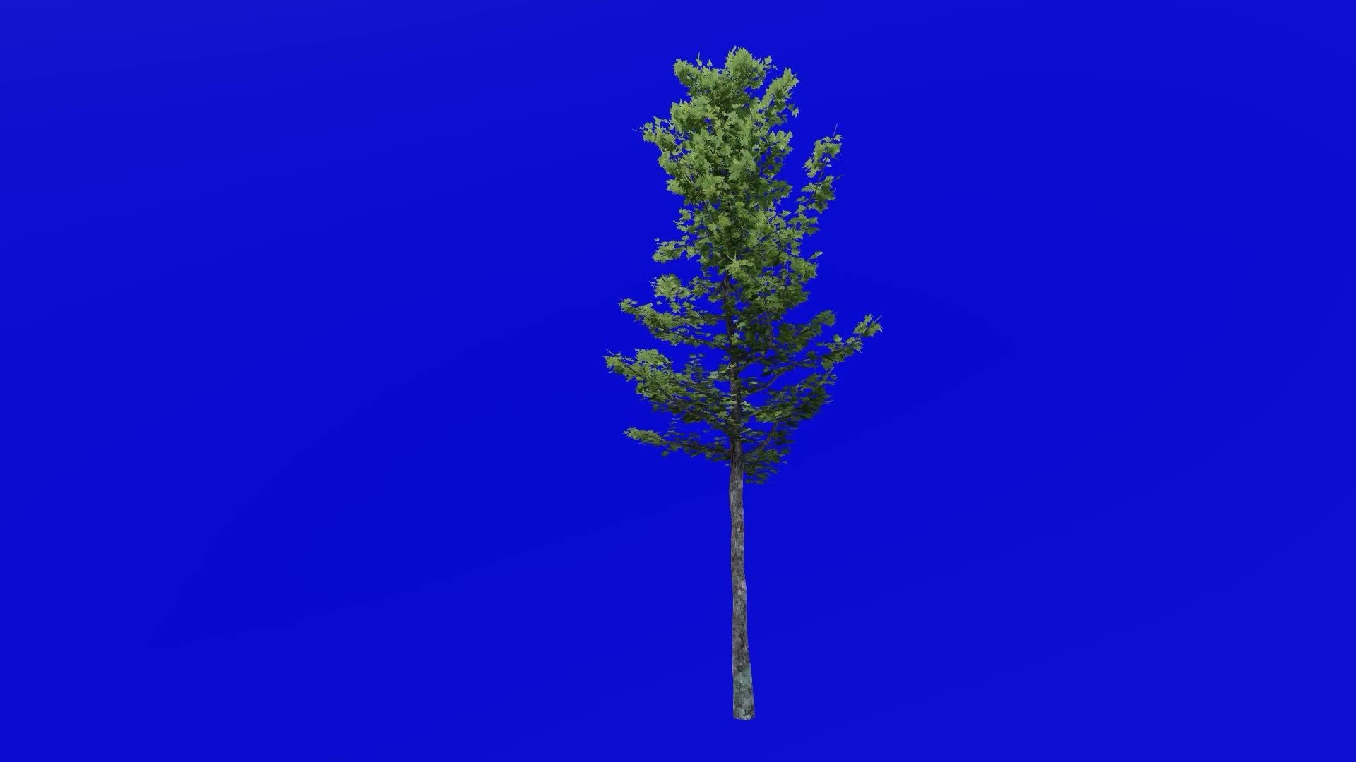 Tree animation loop mountain maple, dwarf maple, moose maple, white maple acer spicatum