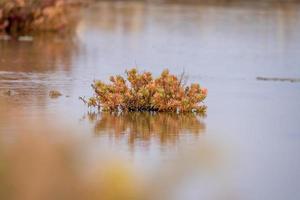 Seablite or suaeda maritima is a low, evergreen shrub that grows in mangrove forests. photo