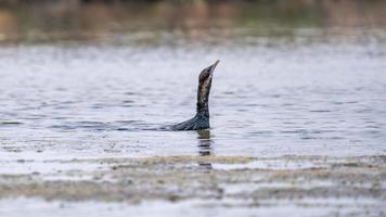 Little cormorant, Javanese cormorant swimming in the pond photo