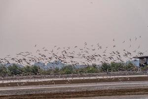 Marsh Sandpiper flying over the salt pan photo