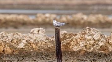 little tern perching on tree stump photo