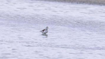 Spoon-billed Sandpiper standing in the salt pan photo