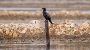 Little cormorant, Javanese cormorant perching on tree stump photo