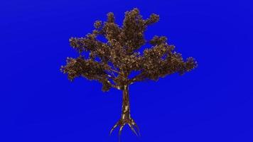 arbre fruit animation boucle - pacifique madrone, madrone, madrone, arbousier - arbousier menziesii - vert écran chrominance clé - 1a - l'automne tomber video