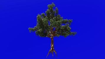 Baum Obst Animation Schleife - - Pazifik Madrone, Madrone, Madonna, Erdbeerbaum - - Erdbeerbaum menziesii - - Grün Bildschirm Chroma Schlüssel - - 1b - - Sommer- Frühling video