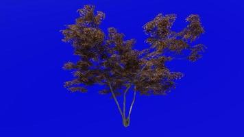 träd animering slinga - japansk lönn, fullmåne lönn, dunig japansk lönn - acer japonicum - grön skärm krom nyckel - v1 - stor 1a - höst falla video