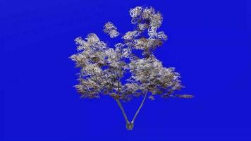 träd animering slinga - japansk lönn, fullmåne lönn, dunig japansk lönn - acer japonicum - grön skärm krom nyckel - v1 - stor 1c - vinter- snö video