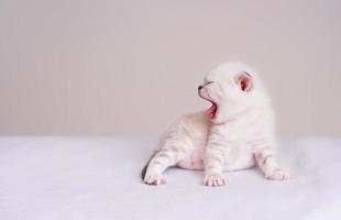 Cute newborn yawning beige cat Scottish fold