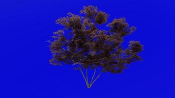 träd animering slinga - japansk lönn, fullmåne lönn, dunig japansk lönn - acer japonicum - grön skärm krom nyckel - v1 - stor 1c - höst falla video
