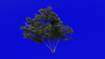 Tree animation loop - japanese maple, fullmoon maple, downy japanese maple - acer japonicum - green screen chroma key - v1 - big 1d - summer spring video