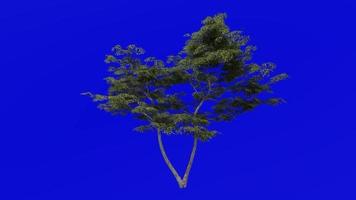 Tree animation loop - japanese maple, fullmoon maple, downy japanese maple - acer japonicum - green screen chroma key - v1 - medium 1a - summer spring video