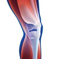 Ilustración 3d de los músculos del muslo y la pantorrilla conectados al hueso de la rodilla sobre fondo azul oscuro. vector