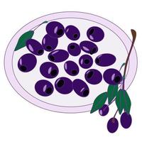 Olives berries on a branch and olive oil in bottles. vector