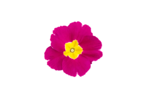 bright spring clipart of pink primrose flower. png