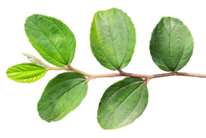 plum leaves on transparent background png