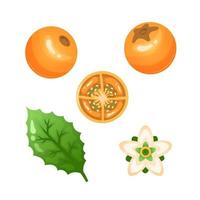 Lulo fruit vector elements