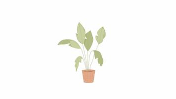 Animated houseplant in pot. Indoor potted plant with monstera leaves. Flat cartoon style icon 4K video footage. Color isolated object animation on white background with alpha channel transparency