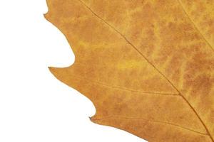 close up of dry maple leaf against white photo