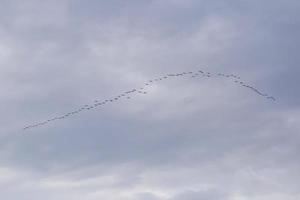flock of great cormorants against cloudy sky photo