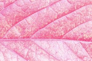 close up of  purple grape leaf texture photo