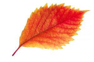 red with yellow autumnal leaf isolated on white photo