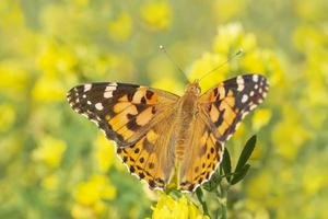 Painted Lady butterfly sitting on yellow flower photo