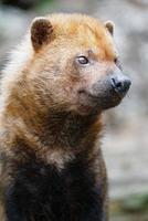 Portrait of Bush dog photo