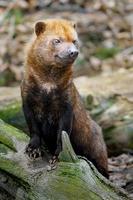 Portrait of Bush dog photo