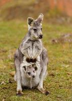 Dusky Pademelon with little one photo