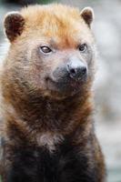 Portrait of Bush dog photo