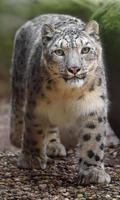 retrato de leopardo de las nieves foto