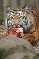 Sumatran tiger eating meat photo