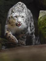 retrato de leopardo de las nieves foto