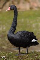 retrato de cisne negro foto