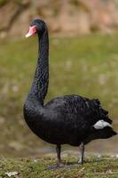 Portrait of Black swan photo