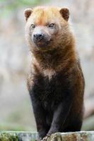 Portrait of Bush dog photo